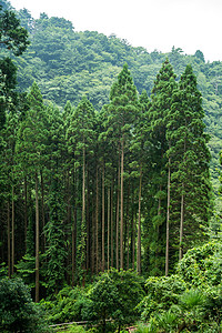 山里的树林九州宫崎山高清图片