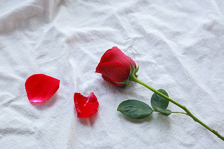 红色玫瑰花情人节素材图片