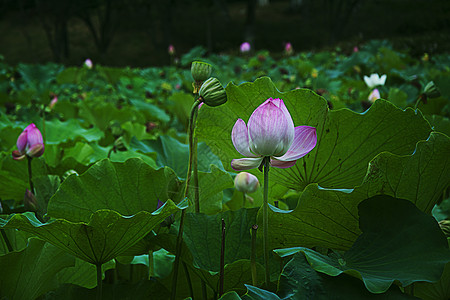 荷花图片