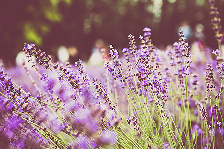 北海道照片 北海道背景 北海道摄影图片下载 摄图网