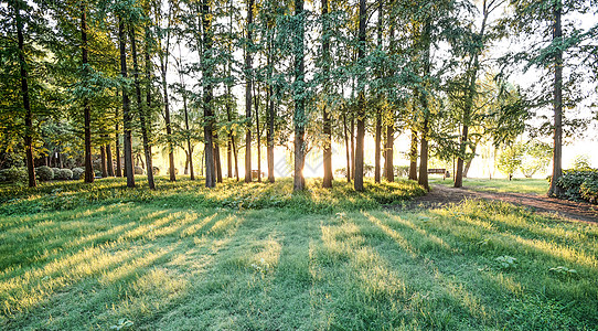 绿地集团森林树木日出背景