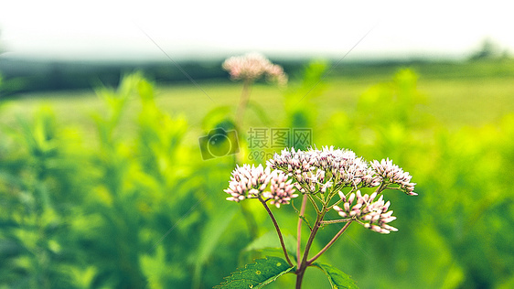 日本北海道美瑛花朵图片