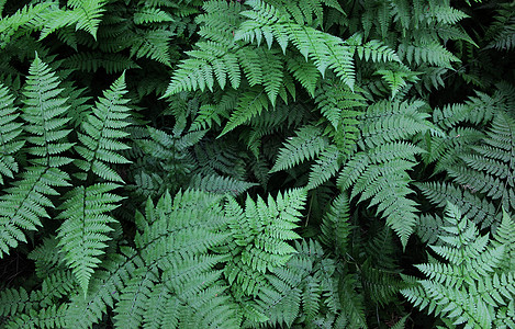 绿色壁纸蕨类植物背景背景
