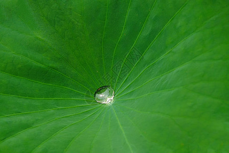 水壁纸背景素材荷叶中的水珠背景