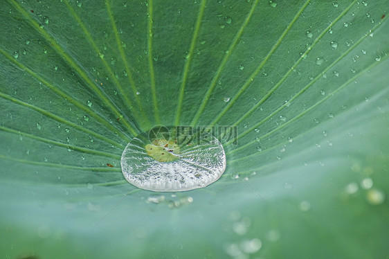 绿叶上的水珠图片