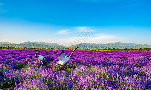 紫色清新背景薰衣草花海里的仙鹤背景