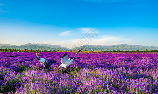 薰衣草花海里的仙鹤背景图片