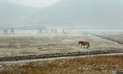 香格里拉风雪中的马图片