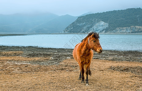 湖泊边的马匹图片