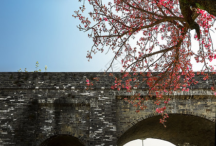 大理城墙边的樱花树图片