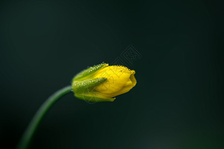 带露珠的油菜花图片