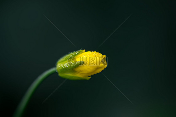 带露珠的油菜花图片