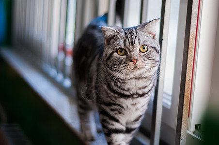 美国短毛猫窗台上的猫背景