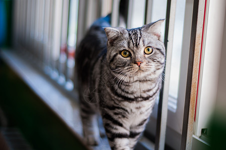 窗台上的猫背景图片