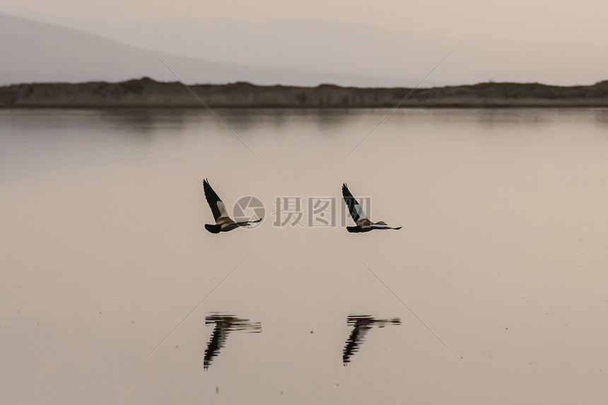 青海湖海鸥图片