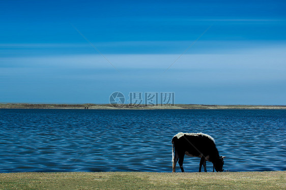 青海湖边的牛图片