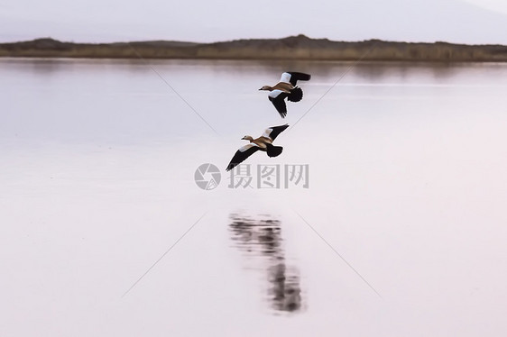 青海湖上的鸟儿图片