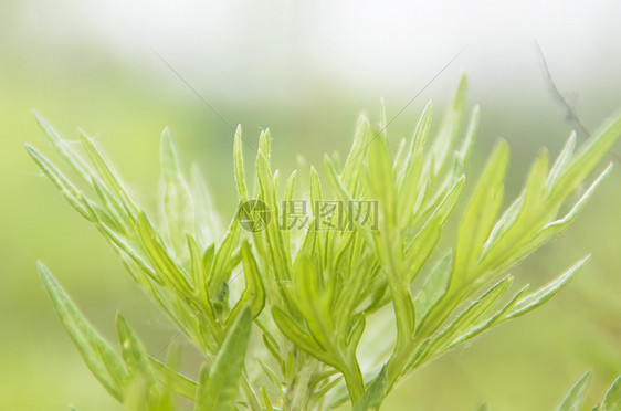 花草树木图片