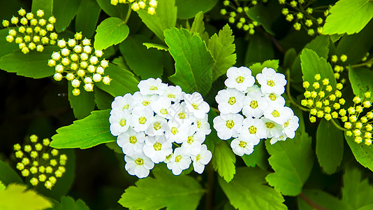 油菜花桃花美丽的花背景