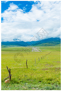 祁连山打草原草原上远方的木桩背景
