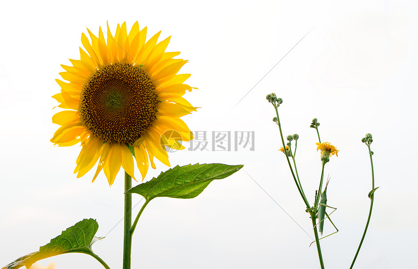 向日葵素材高清图片下载 正版图片 摄图网