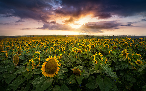 高清夕阳素材太阳花向日葵背景