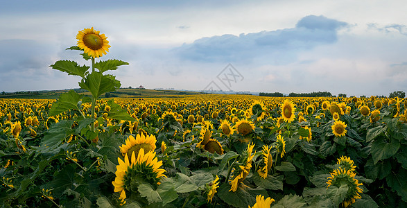 农场旅游太阳花向日葵背景
