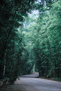 弯曲小路竹林深处的道路背景