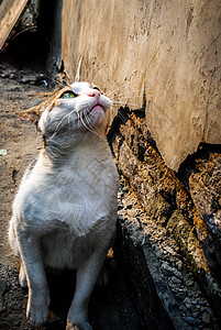 墙角下的猫咪图片