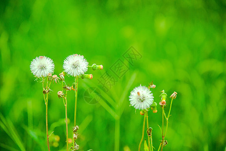 菊花蒲公英背景