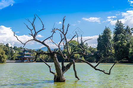 黑龙潭公园丽江黑龙潭背景