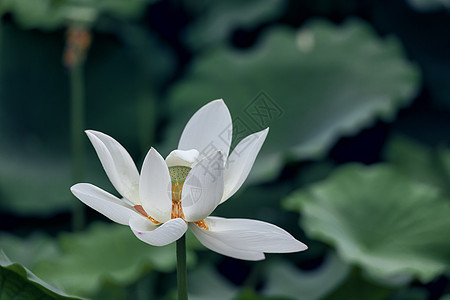 干净的白色荷花图片