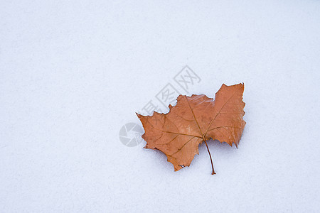 枫叶雪冬天雪地纹理素材背景