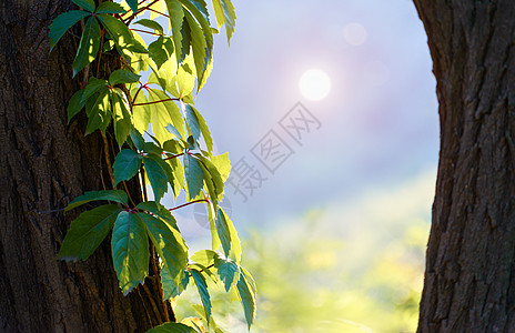 小清新植物午后阳光照耀下的树叶背景