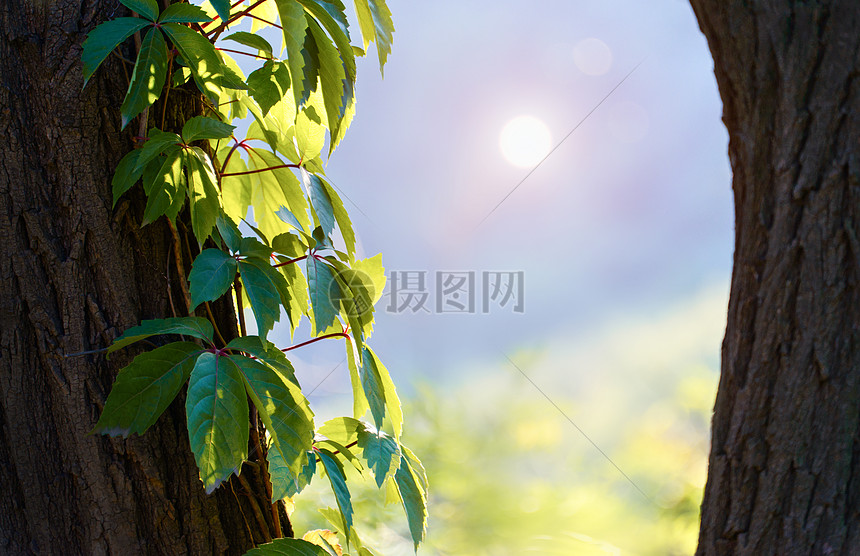 午后阳光照耀下的树叶图片