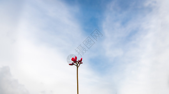 晴朗天空下茁壮生长的幼芽小花图片