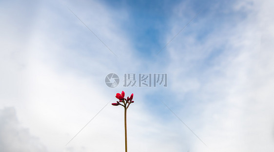 晴朗天空下茁壮生长的幼芽小花图片