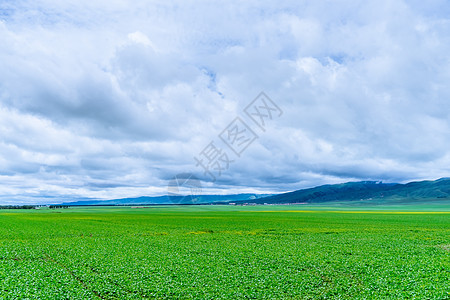 保护大自然新疆草原自然风光背景