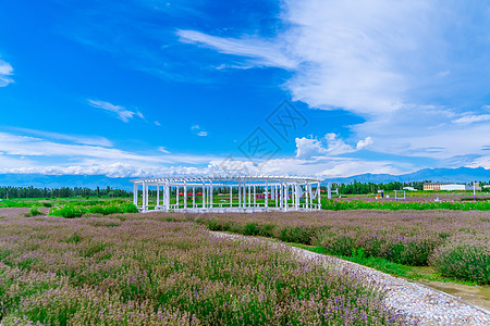 田野风光新疆芦草沟薰衣草背景