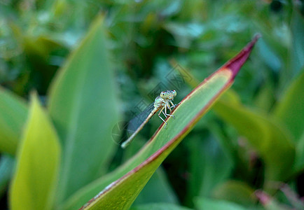 手机微摄之蜻蜓图片