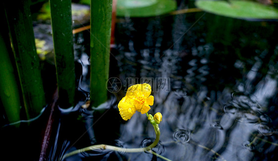 虎丘湿地公园之植物图片