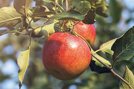 树上的苹果未成熟的苹果高清图片