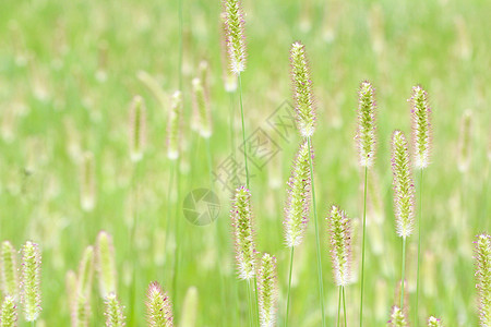 小草植物花草背景