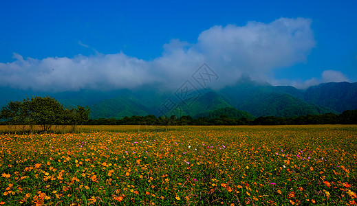 大波斯菊神农架大九湖花海背景