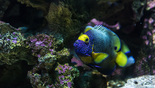 海洋生物图片