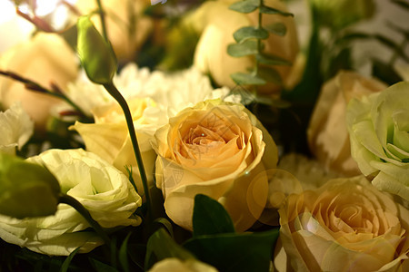 唯美黄玫瑰背景图片