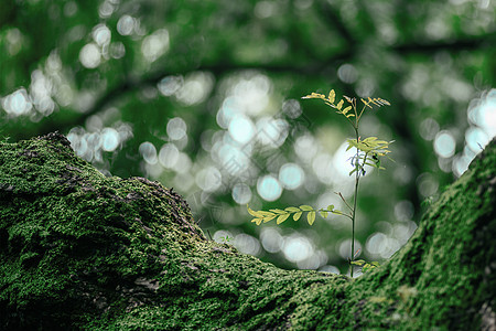 绿植苔藓迷彩纹理背景抽象地图图片