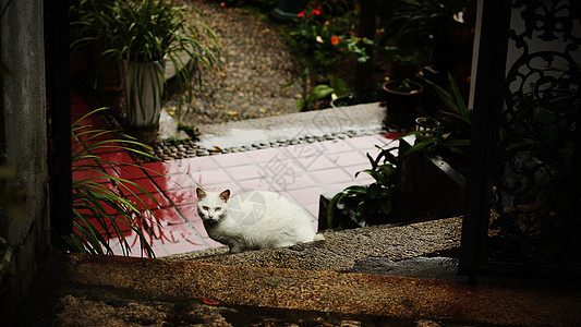 鼓浪屿的猫图片