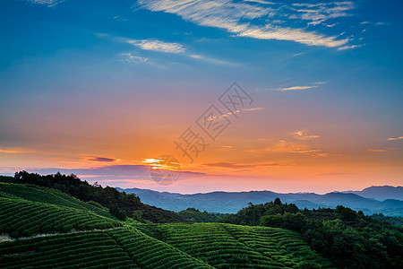 茶山晨曦图片