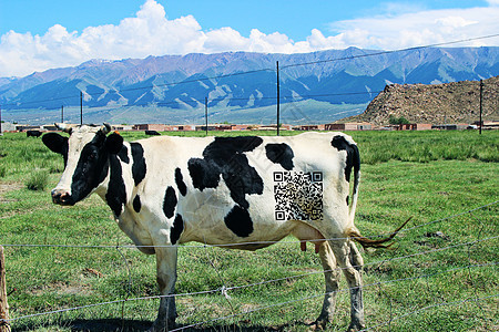 二维码奶牛背景图片